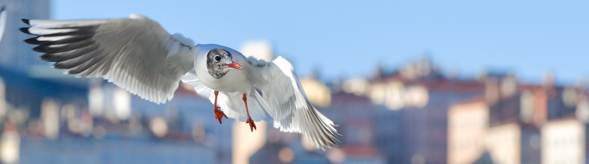 Mouette en vol